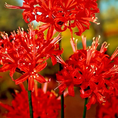 Bulbi Di Lycoris Lycoris è Autosufficiente, Lycoris Radiata, Resistente Alla Siccità, Ma Si Consiglia Di Utilizzare Più Lycoris Per Un Raccolto Migliore Resistente Al Freddo,-4bulbi