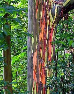 Regenbogenbaum - Eucalyptus deglupta (Bonsai geeignet) - 20 Samen