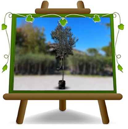 EURO PLANTS VIVAI Olivo Taggiasca - Pianta da Frutto su Vaso da 22 cm - Altezza 160~170 cm - Età 4 Anni