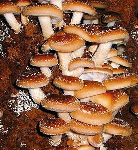 Generic Germination Seeds: Shiitake Imperator Spore Seeds Japanese Mushrooms Dried Mushroom Mycelium 20 g: Only Seeds