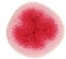 Scheepjes Whirl 1x1000m - 552 Pink to Wink Übergroßes Farbverlauf Garn für Kreative