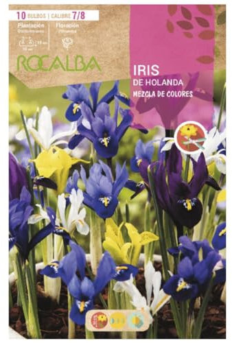 Bulbo iris de holanda mezcla de colores Rocalba