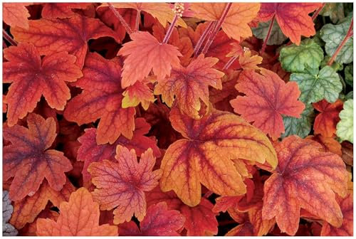 3 x Heucherella Hybride 'Sweet Tea' im 1 Liter Topf (Staude/Winterhart/Bodendecker/Mehrjährig/Immergrün) Purpurglöckchen/Heuchera - Warme Farben für eine gemütliche Gartenoase - von Stauden Gänge