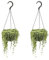 Plant in a Box - Senecio Rowleyanus - Set de 2 - Cordon de perles - Plante à suspendre - Pot 12cm - Hauteur 10-20cm