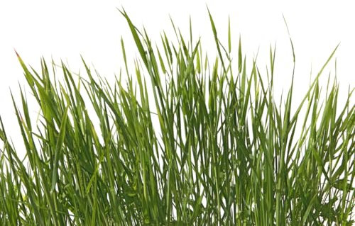 A.S. Création Fototapete Grassland 3,75 m x 2,50 m - WALLLOVE Tapete Grashalme in Weiß, Grün inkl. Kleister - DD129580