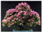 Albizia julibrissin - Seidenbaum - Seidenakazie - Schlafbaum - 10 Samen