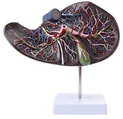LBYLYH Lebensgroßes Menschliches Leber-Gallenblasen-Gefäß Anatomisches Modell Medizinisches Exemplar Der Hepatobiliären Abteilung Verdauungschirurgie