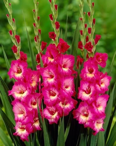 Gladiolenknolle-Winterhart MehrjäHrig,Gladiolen Knollen,Gladiolen Zwiebel,Gladiolen Blumenzwiebeln,Gladiolen Zwiebeln Winterhart,Bonsai Pflanze,Einfache Wartung-5zwiebeln-e