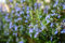 Rosmarinus officinalis, Hänge-Rosmarin Pflanze, Winterhart, Mehrjährig, Bienenfreundlich, Blau Blühend
