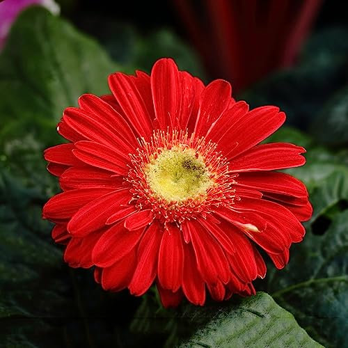 300 pcs Gerbera Samen Bienenfreundliche Blumensamen, Winterharte Stauden Gerbera Pflanze Im Topf Blumensamen, Garten Blumen Pflanzen, Kletterpflanzen Winterhart Winterharte Pflanzen