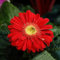 300 pcs Gerbera Samen Bienenfreundliche Blumensamen, Winterharte Stauden Gerbera Pflanze Im Topf Blumensamen, Garten Blumen Pflanzen, Kletterpflanzen Winterhart Winterharte Pflanzen
