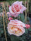 Rosa Barock ® - Kletterrose Barock ® - Tantau Rose