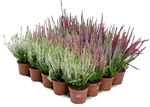Bruyère Calluna Vulgaris Plante en pot/conteneur – Résistant au froid – Mélange de couleurs (20 pièces/4 couleurs)