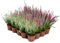 Bruyère Calluna Vulgaris Plante en pot/conteneur – Résistant au froid – Mélange de couleurs (20 pièces/4 couleurs)