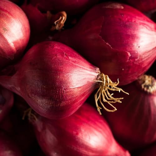 Red Brunswick Onion Seeds – 200 Fresh Red Onion Seeds – Plant and Grow Your Own Vegetables Ideal for Greenhouse, Garden, Polytunnel, Large Pots or Containers by Meldon Seeds UK