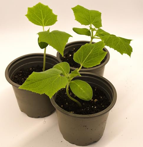 Salatgurke Delikateß Jungpflanze im Topf ∅ 10,5cm (3)