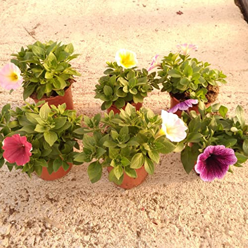 Pack 6 Plantas Naturales de Surfinia en maceta de 13 cm