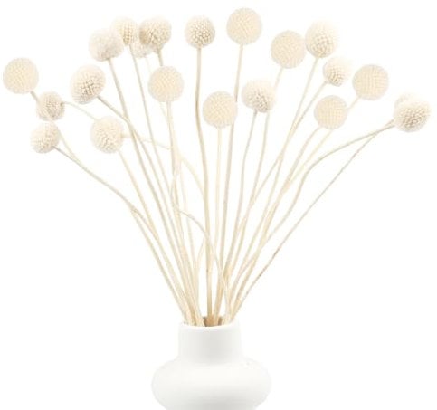 Songjum 20 Stück Billy Bälle Blumen Getrocknet Craspedia Globes Decor Natürliche Getrocknete Blumen für Blumenarrangements Hochzeit Zuhause Hohe Vase Dekoration (Weiß)