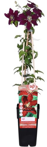 Clematis Niobe – Rote Blüten – Kletterpflanze – Ca. 65 cm hoch – Ø15 cm Topf – Reichblühend & winterhart – Für Spalier, Zaun & Kübel