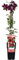 Clematis Niobe – Rote Blüten – Kletterpflanze – Ca. 65 cm hoch – Ø15 cm Topf – Reichblühend & winterhart – Für Spalier, Zaun & Kübel