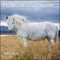 Pferde Horses 2021 - Broschürenkalender - Wandkalender - mit herausnehmbarem Poster - Format 30 x 30 cm: Broschürenkalender. Internationales Kalendarium