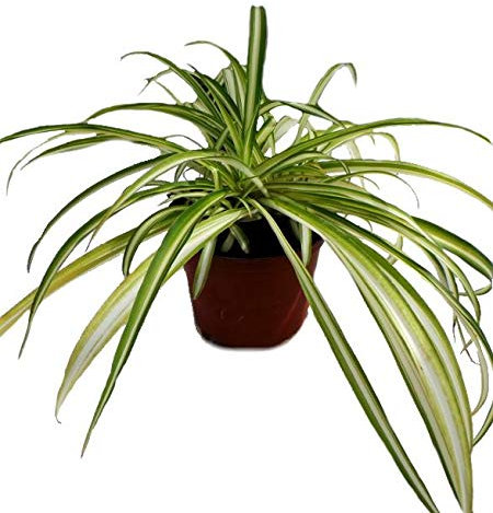 Spider Plant Indoor Houseplant- Chlorophytum Variegatum in a 12cm Pot