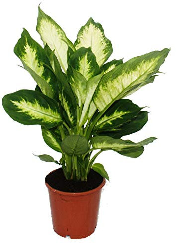 Exotenherz - Dieffenbachie Camilla – 1 pianta – Pianta d'appartamento facile da pulire – purificante – Vaso da 12 cm