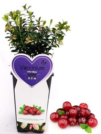 POWERS TO FLOWERS - MIRTILLO ROSSO, VACCINIUM, pianta vera