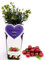 POWERS TO FLOWERS - MIRTILLO ROSSO, VACCINIUM, pianta vera