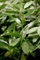 Kirschlorbeer 'Genolia' - Prunus laurocerasus, Immergrün, Sichtschutz, Winterhart, 60-80cm, Pflegeleicht