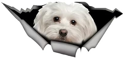 Autoaufkleber Malteser Aufkleber 15cm(5.9 Inch) Maltese Car Sticker 3D Zerrissen Autoaufkleber Wasserdichte Haustier Hund Reflektierende Aufkleber Malteser Lustig Sticker Dekor