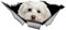 Autoaufkleber Malteser Aufkleber 15cm(5.9 Inch) Maltese Car Sticker 3D Zerrissen Autoaufkleber Wasserdichte Haustier Hund Reflektierende Aufkleber Malteser Lustig Sticker Dekor