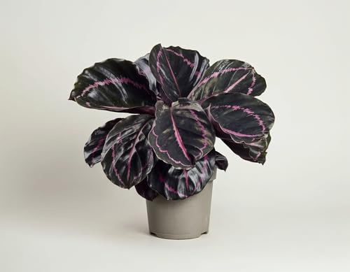 NatureHolic Calathea Roseopicta Dottie - Dunkle Korbmarante mit Leuchtend Pinken Linien & Purpurner Unterseite - Tropische Blattschmuckpflanze mit Blattbewegung - 25 cm, im 11 cm Topf - Zimmerpflanze
