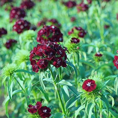 Semi dolci di William Black Magic - Dianthus barbatus