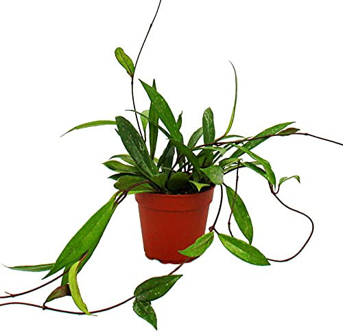Exotenherz - Zimmerpflanze hängend - Hoya pubicalyx - Porzellanblume - Wachsblume - 12cm Topf