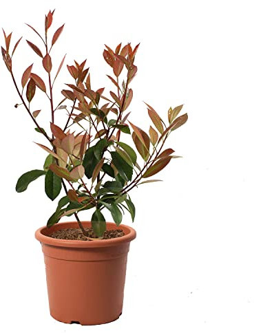 KENTIS - Glanzmispeln Photinia × Fraseri Red Robin – Winterharte Pflanzen für Garten - Heckenpflanzen - Hoch 40-50 cm Topf Ø 18 cm