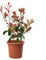 KENTIS - Glanzmispeln Photinia × Fraseri Red Robin – Winterharte Pflanzen für Garten - Heckenpflanzen - Hoch 40-50 cm Topf Ø 18 cm