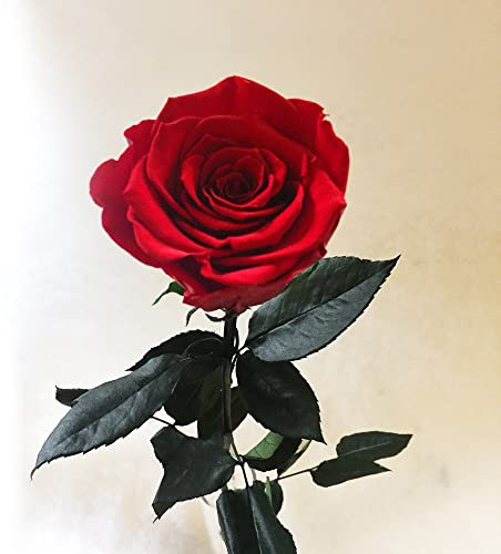 Haltbare Rose - Konservierte Rose - Rote Rose in Premiumqualität - Langstielig - Ca. 60 cm