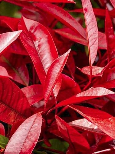 Nouveau frais 20pcs Photinia Robin graines de plantes