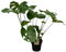 Monstera Deliciosa - 75 cm - 21cm