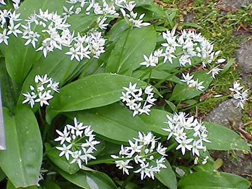 Garlic Wild - RAMSONS (Allium URSINUM) … by Pretty Wild Seeds (10g)
