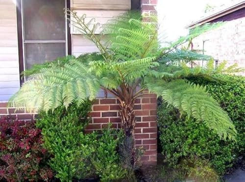 Cyathea australis – Australischer Baumfarn, ca. 60 cm | Schnellwachsender, winterharter Baumfarn für Garten & Terrasse