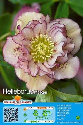 CHRISTROSEN - SPARSET : 3 RHIZOME Christrose Schneerose Lenzrose Helleborus Double Ellen Picottee winterhart
