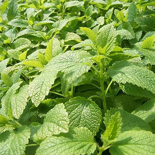 Luojuny Semillas de Stevia, 400 Unids/bolsa Semillas de Stevia Hierba perenne de alto rendimiento Hermosas hojas verdes Plantas para horticultura Semillas de Stevia