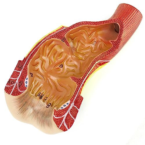 SGKOMN Anorektale Chirurgie Allgemeine Lehre Ausbildung Fachärzte Chirurgie