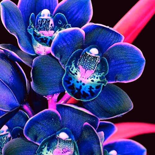 Cymbidium Pflanze Winterhart MehrjäHrig,Orchideen Cymbidium Rhizome,Cymbidium Knolle,Cymbidium Orchidee Pflanze,Gärten Geschenk bereit-8Knolle-h