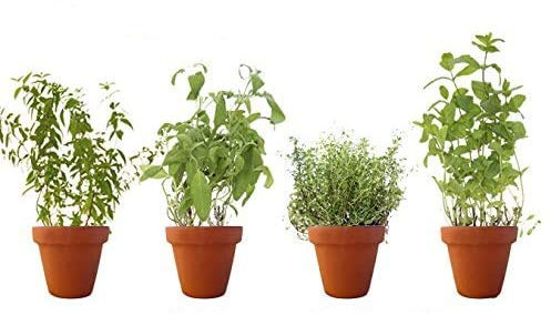 PACK 4 AROMÁTICAS 1: 1 HIERBA LUISA, 1 SALVIA, 1 TOMILLO Y 1 HIERBABUENA. ¡¡¡ PLANTAS AROMÁTICAS NATURALES ¡¡¡ altura: 30 cm cada una aproximado, contenedor 12-14 cm. ENVIOS SOLO PENINSULA