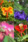 Lot de 4 types de graines d'arbres à fleurs (Jacaranda, Ponciana, Flamboyán, Acacia de Constantinople)