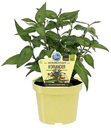 Bio vietnamesischer Koriander (Polygonum odoratum), Kräuter Pflanzen aus nachhaltigem Anbau (1 Pflanze im 12cm Topf)