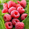 Rote Himbeere 'Polana' 1 Pflanze im Topf, Rubus idaeus, mehrjährig, winterhart, blühend, Himbeerpflanze, Obstgehölz, süße essbare Früchte, für Balkon, Terrasse, Garten, Obst-Rarität, Obstpflanzen